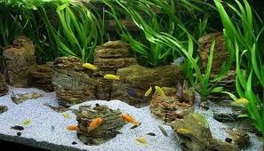 A jobb, hogy töltse ki az akvárium aljára homokkal vagy kövekkel