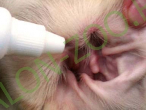 Curățarea urechilor de pisici, curățarea urechilor la pisicile ieftine din Reutov