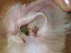 Curățarea urechilor de pisici, curățarea urechilor la pisicile ieftine din Reutov