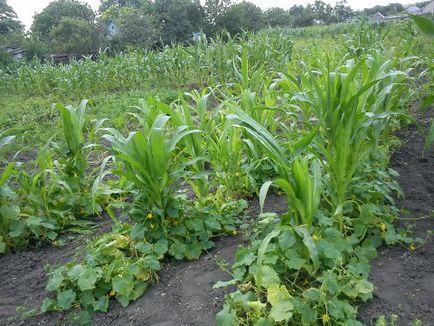 Că puteți planta lângă alinierea castravetilor, un studiu al plantelor