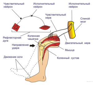 Що таке ахилові рефлекс схема рефлекторної дуги, його опис і перевірка