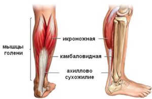 Що таке ахилові рефлекс схема рефлекторної дуги, його опис і перевірка