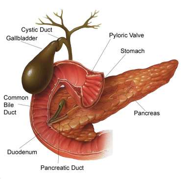 Ce ucide pancreasul - pagina 2