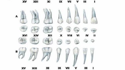 Скільки каналів в зубах і коренів у зубів