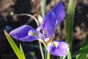 Колір мигдалю і відблиск сонця на морської хвилі