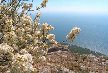 Колір мигдалю і відблиск сонця на морської хвилі