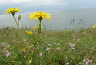 Колір мигдалю і відблиск сонця на морської хвилі