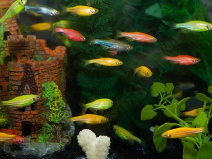 Даніо реріо в вашому акваріумі - зовнішній вигляд, особливості утримання та догляду, фото