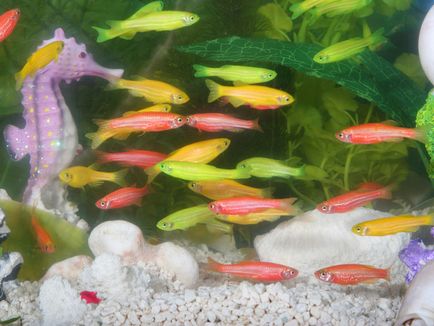 Даніо реріо в вашому акваріумі - зовнішній вигляд, особливості утримання та догляду, фото