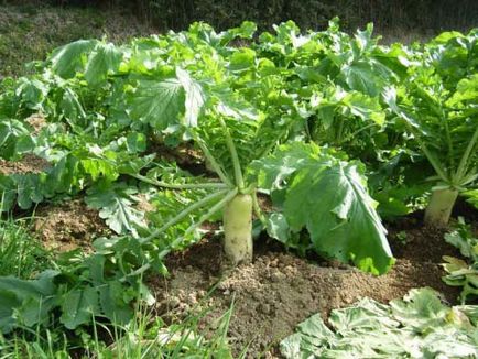 Daikon - plantare și cultivare pe semințe