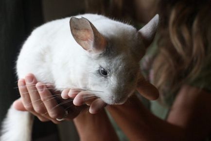 Decorative de animale de companie fotografii și nume, 