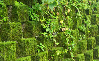 Moss decorative ca o planta si aplicati-o in designul unui teren de gradina