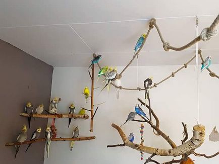Arborele cu ramurile pentru papagalul cocktail