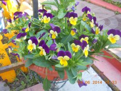 A kezdők Viol, ők árvácskák, ők is Viola tricolor - nyaraló virágoskert