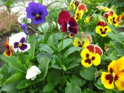 A kezdők Viol, ők árvácskák, ők is Viola tricolor - nyaraló virágoskert