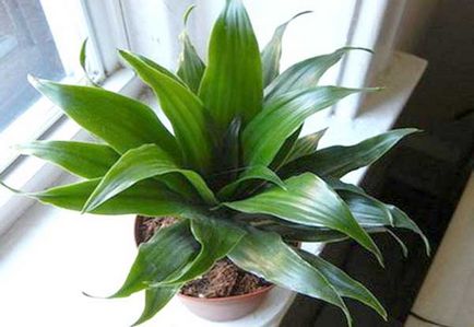 Dracaena îngrijire la domiciliu