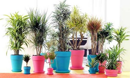 Dracaena îngrijire la domiciliu