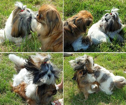 Prietenie între câini de rase mari și mici