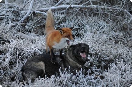 Prietenie între un câine și o vulpe