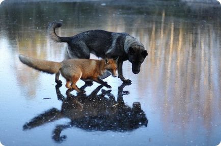 Дружба між собакою і лисицею