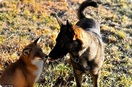 Prietenie între un câine și o vulpe