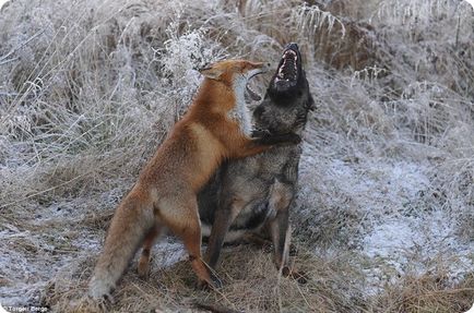 Prietenie între un câine și o vulpe