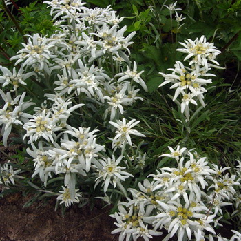 Едельвейс альпійський опис і вирощування квітки, домсадовніка