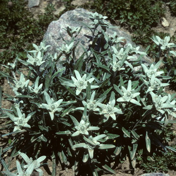 Едельвейс альпійський опис і вирощування квітки, домсадовніка
