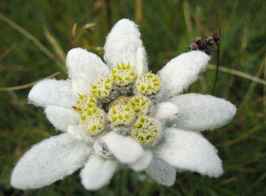 Edelweiss pentru dealul alpine, flori în grădină (gospodărie)