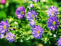 Edelweiss pentru dealul alpine, flori în grădină (gospodărie)