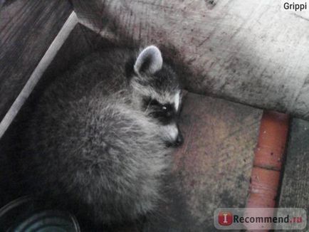 Raccoon poloskun - 