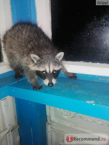 Raccoon - „szelíd mosómedve történet Yashku! Vélemény írás a harmadik kísérlet