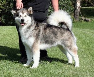 Eskimo husky caracteristicile rasei și nutriție