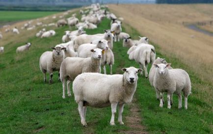 Естроз овець симптоми, діагностика та методи лікування