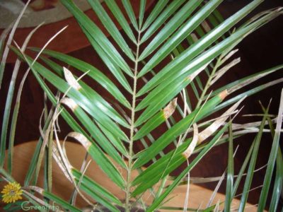 Фінікова пальма вирощування з кісточки і догляд в домашніх умовах, як зростає