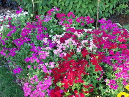 Флокси однорічні - посадка і догляд для пишного цвітіння, садимо сад