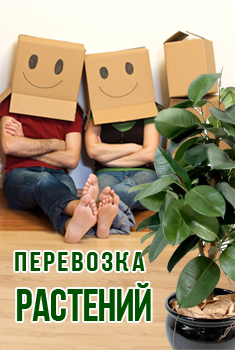 Flors - інтернет-магазин квітів, рослин і аксесуарів для домашнього квітникарства москва