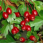 Photo és leírás kábítószer galagonya (Crataegus) Photo és leírás kábítószer galagonya