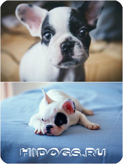 Caracterul bulldog francez, caracteristici, grija pentru pui (foto)