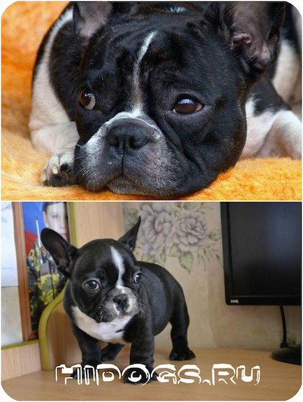 Caracterul bulldog francez, caracteristici, grija pentru pui (foto)