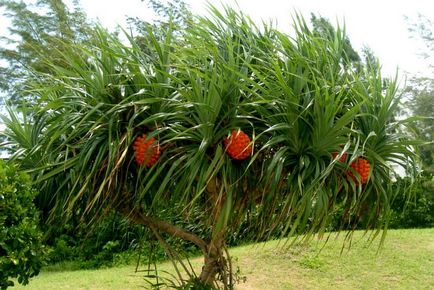 Gyümölcs pandan (pandanus) - útikalauz - a világ gyönyörű!