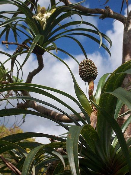 Pandanele de fructe (pandanus) - portalul turistic - lumea este frumoasă!