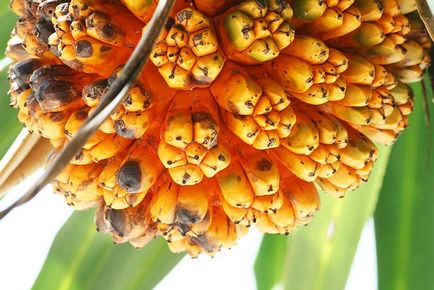 Pandanele de fructe (pandanus) - portalul turistic - lumea este frumoasă!