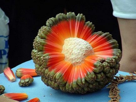 Pandanele de fructe (pandanus) - portalul turistic - lumea este frumoasă!