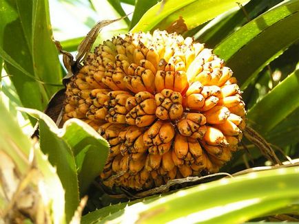 Pandanele de fructe (pandanus) - portalul turistic - lumea este frumoasă!