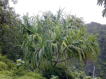 Gyümölcs pandan (pandanus) - útikalauz - a világ gyönyörű!