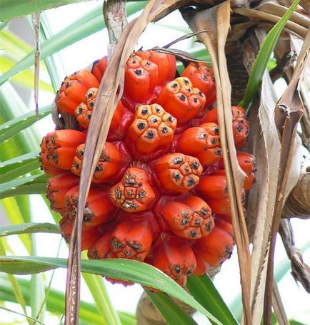 Gyümölcs pandan (pandanus) - útikalauz - a világ gyönyörű!