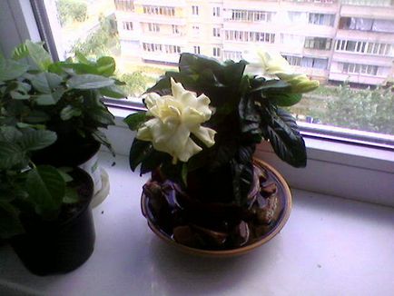 Gardenia plante de iasomie, cum ar fi plantarea și îngrijirea la domiciliu