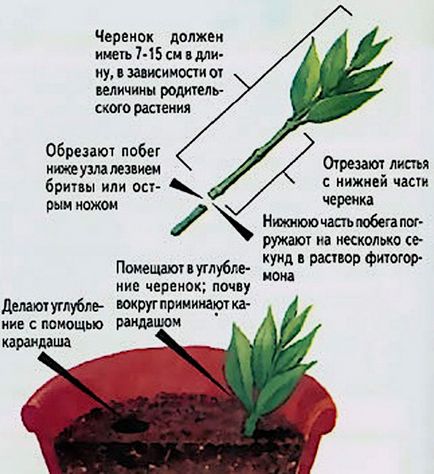 Gardenia plante de iasomie, cum ar fi plantarea și îngrijirea la domiciliu