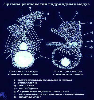 Hydroid medúza - a szerkezet a test és az életmód